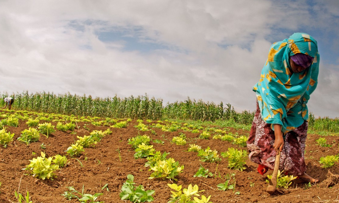 Sustainable energy projects are blooming in Somaliland. Students...